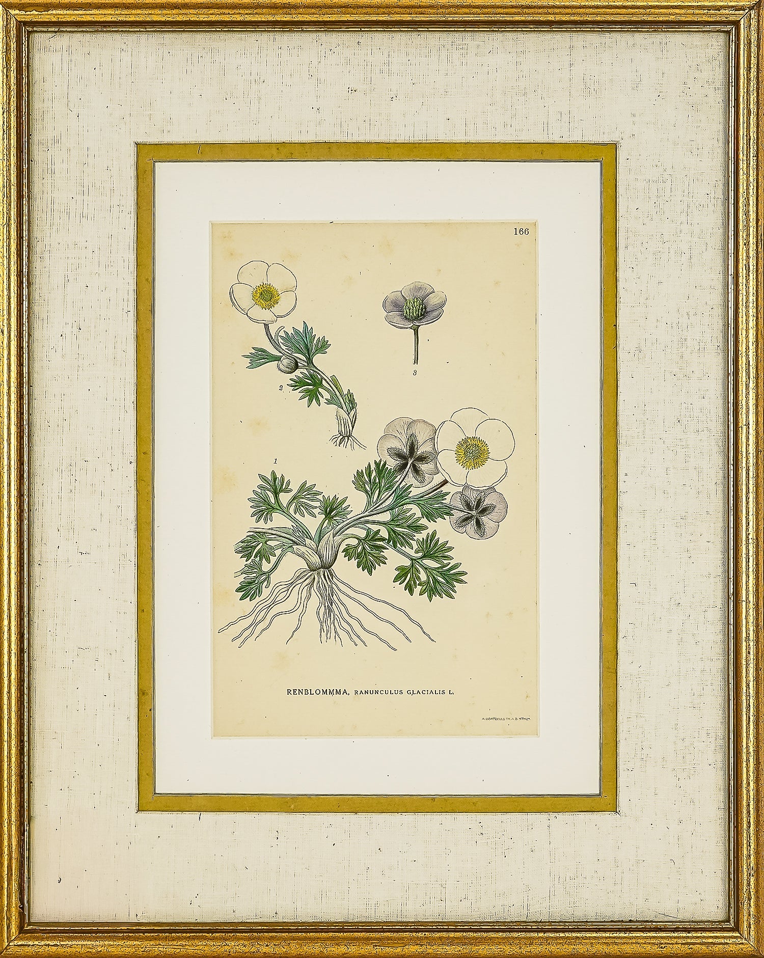 19th c Botanical Print