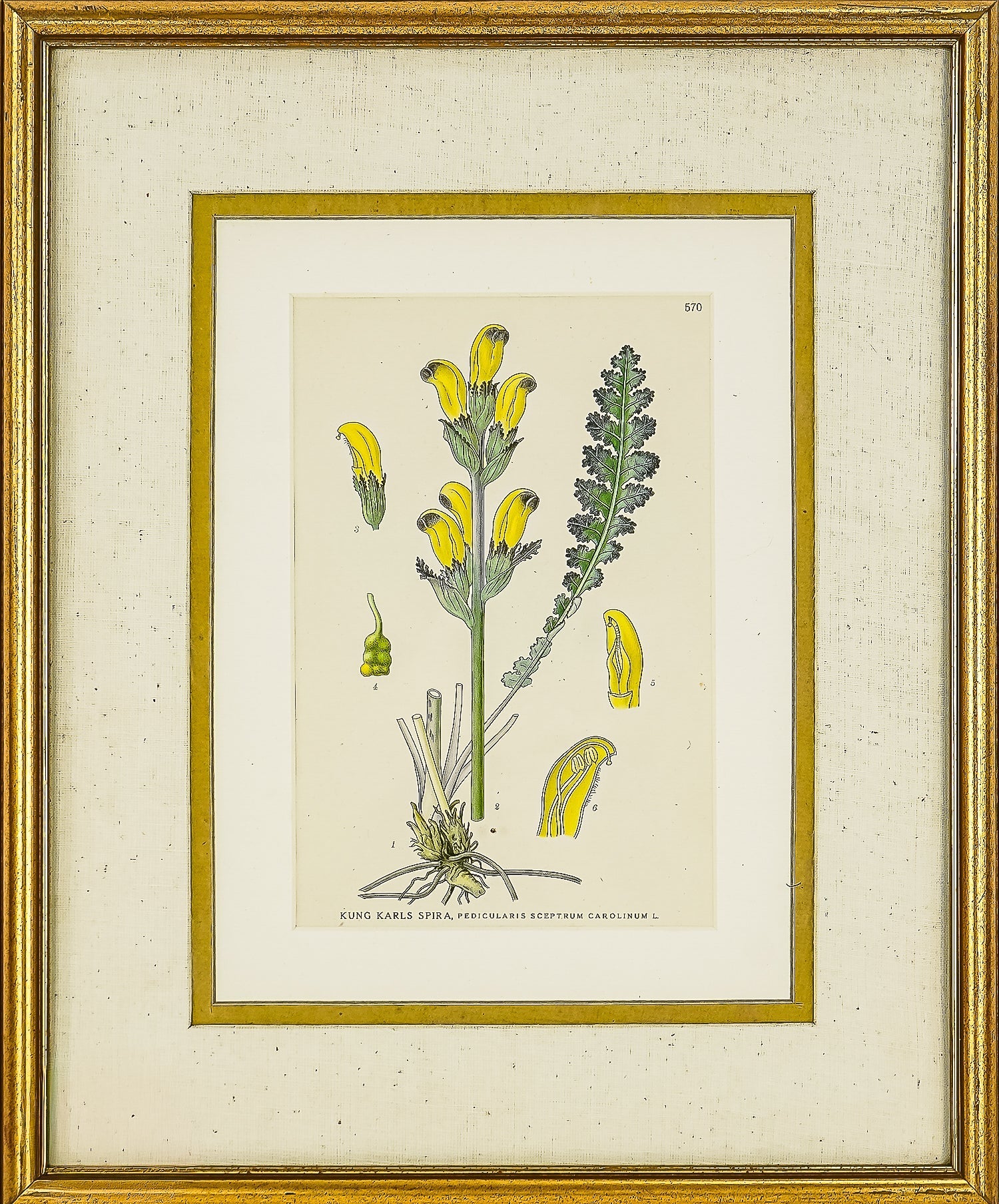 19th c Botanical Print