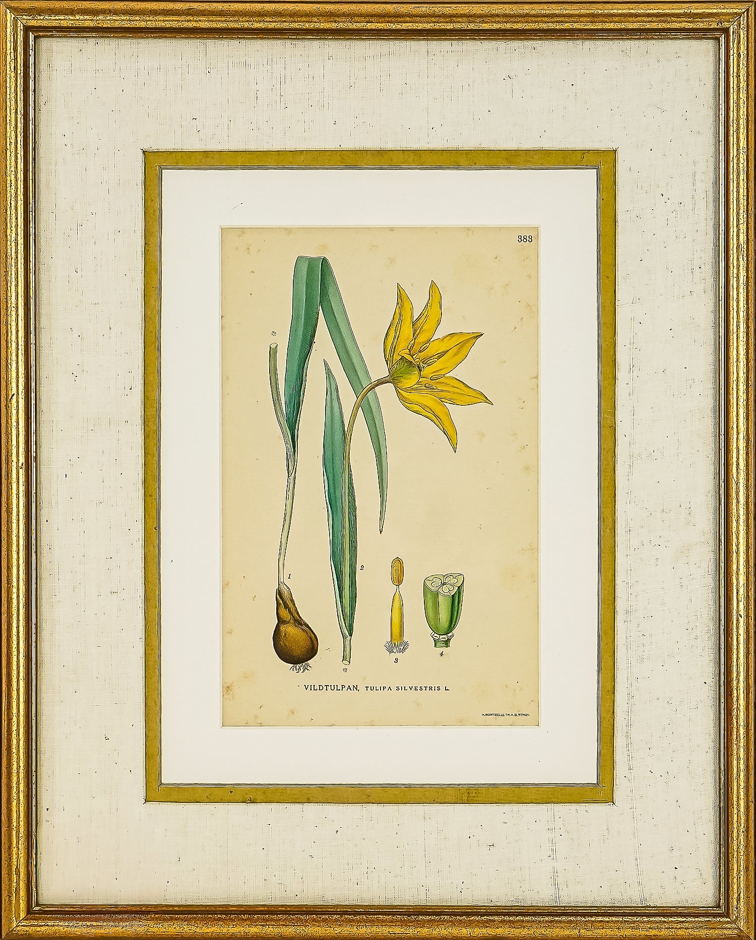 19th c Botanical Print