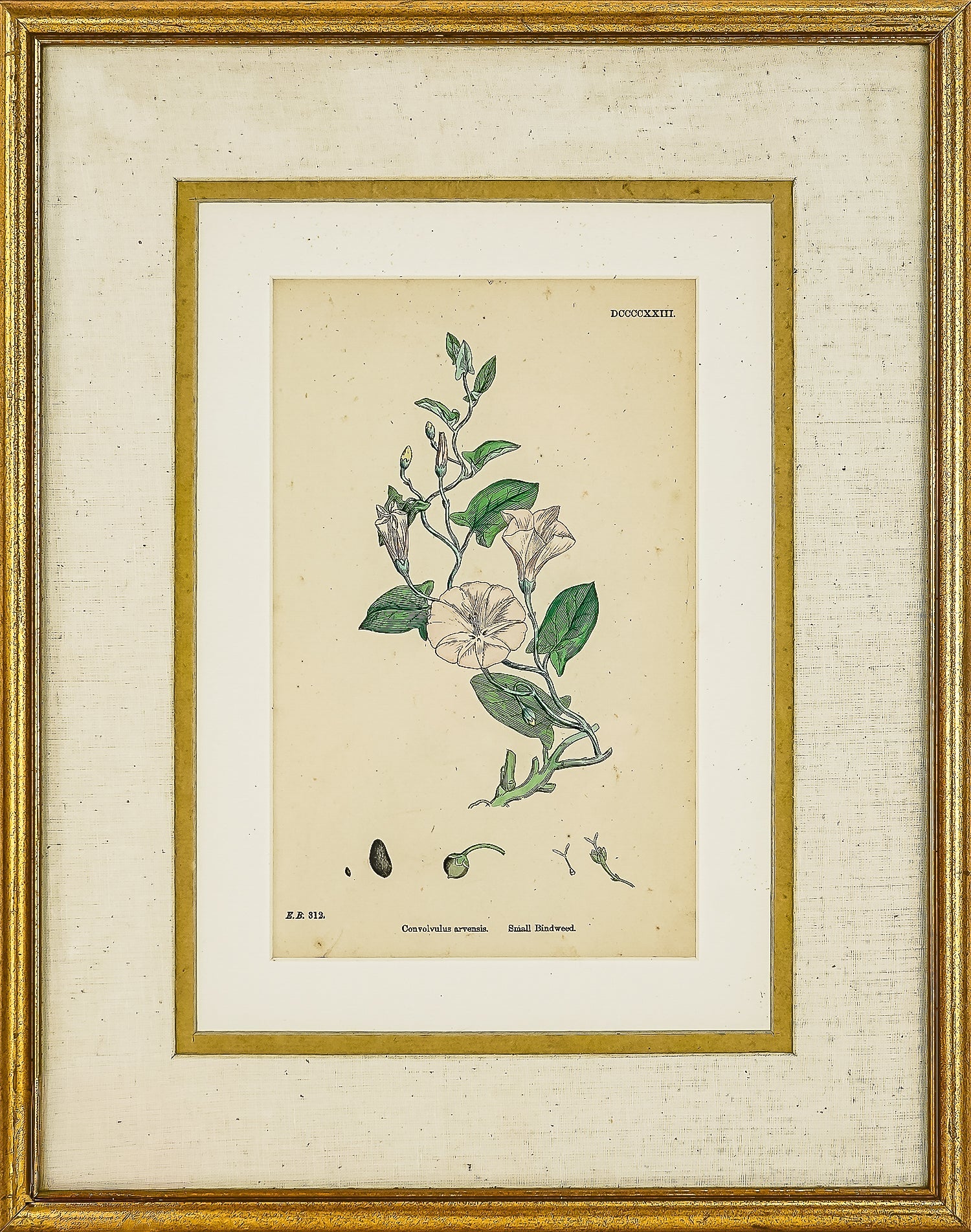 19th c Botanical Print